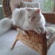 Darlene S